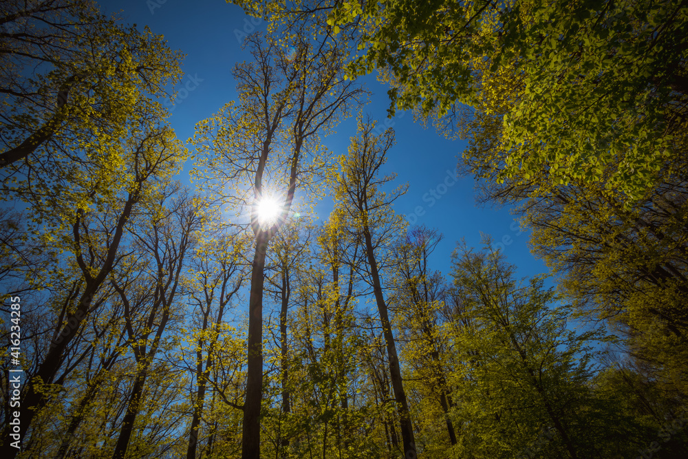 Obraz premium green trees in spring forest