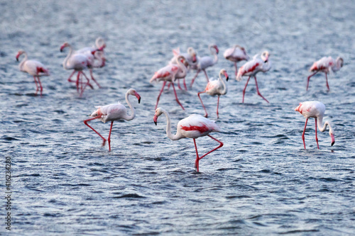 A flock of pink flamingos in their natural environment. Flamingos on the lake.  Kurgalzhinsky reserve. Kazakhstan. © Yerbolat