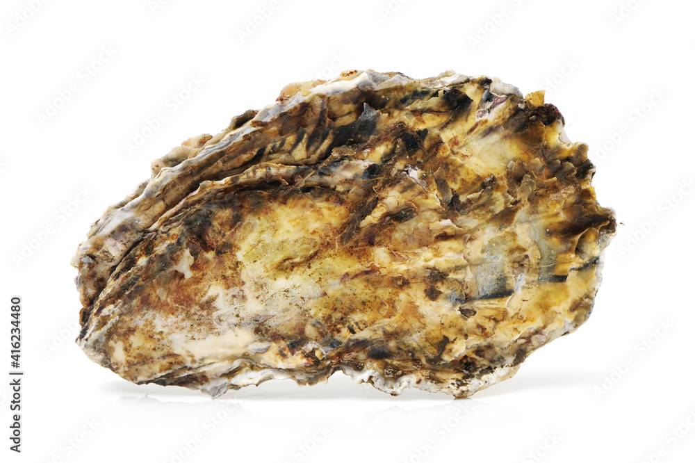 Fresh opened oyster on white background Fresh opened oyster on white background
