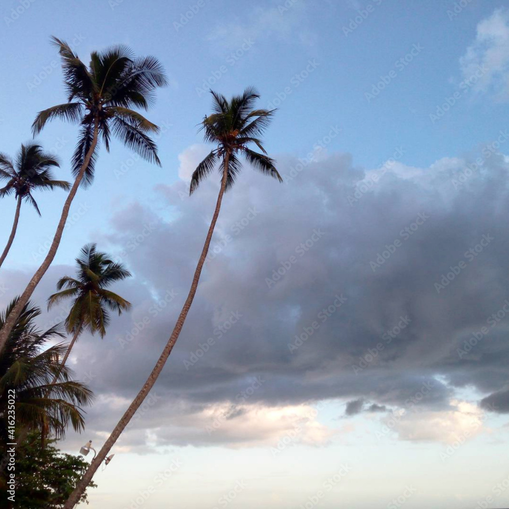 palm trees on the beach