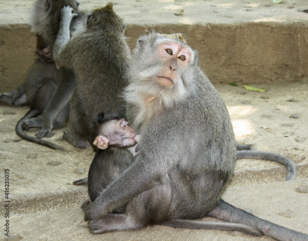 Female macaque nursing her baby. The baby macaque feeds with his eyes closed while his mother hugs him, both of them sitting on a stone staircase.