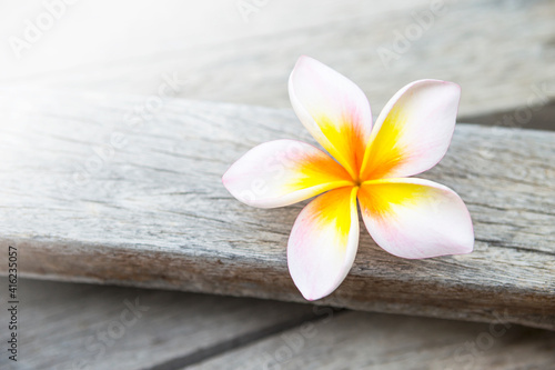 Closeup Plumeria flower on wood background  spring season concept  nature background  outdoor day light  tropical flower