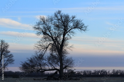 Tree's in a farm field west of Nickerson Kansas USA with a colorful sky out in the country.