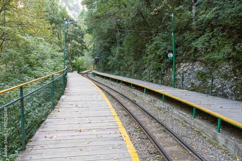 bridge in the forest