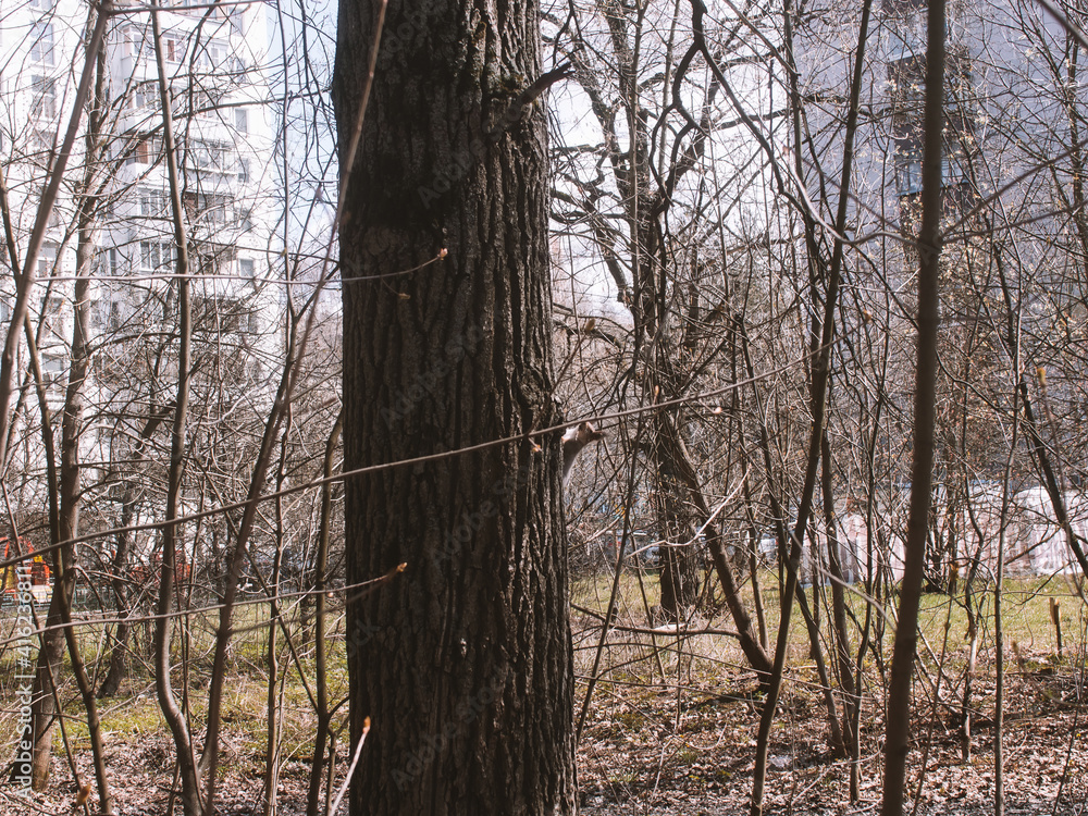 Fototapeta premium Squirrel walks between trees in spring