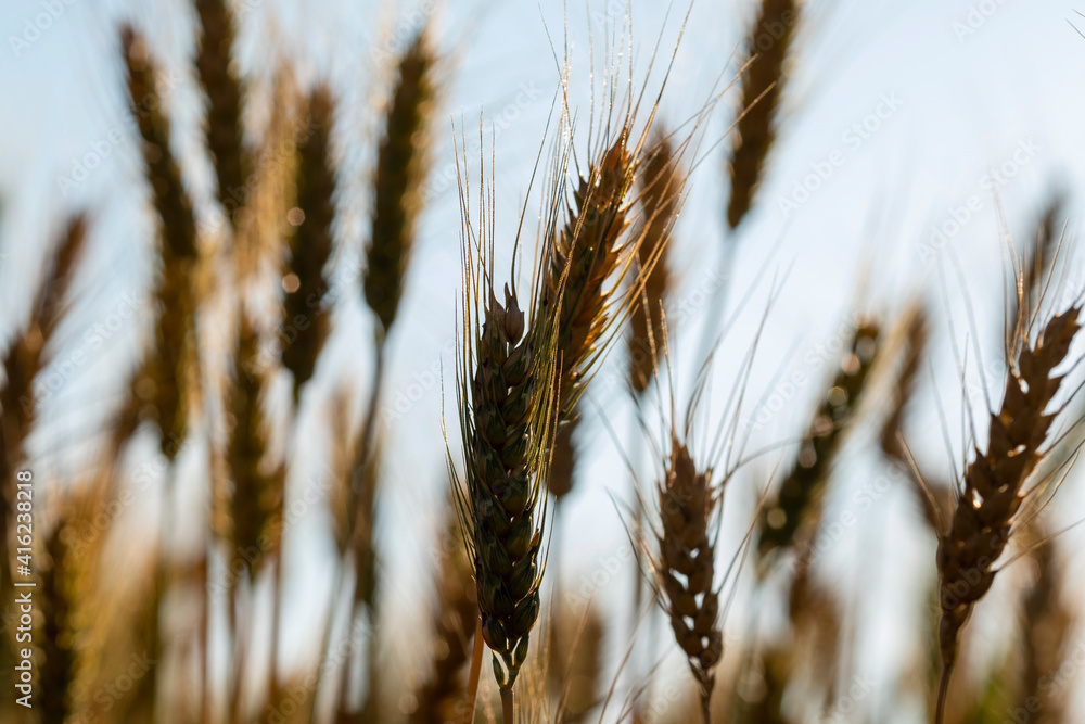 Fototapeta premium Barley fields At sunset, barley grains are used for flour, barley bread, beer, barley, whiskey, vodka, and forage. Fertilizer advertising for farmers, agricultural companies and agricultural holders.