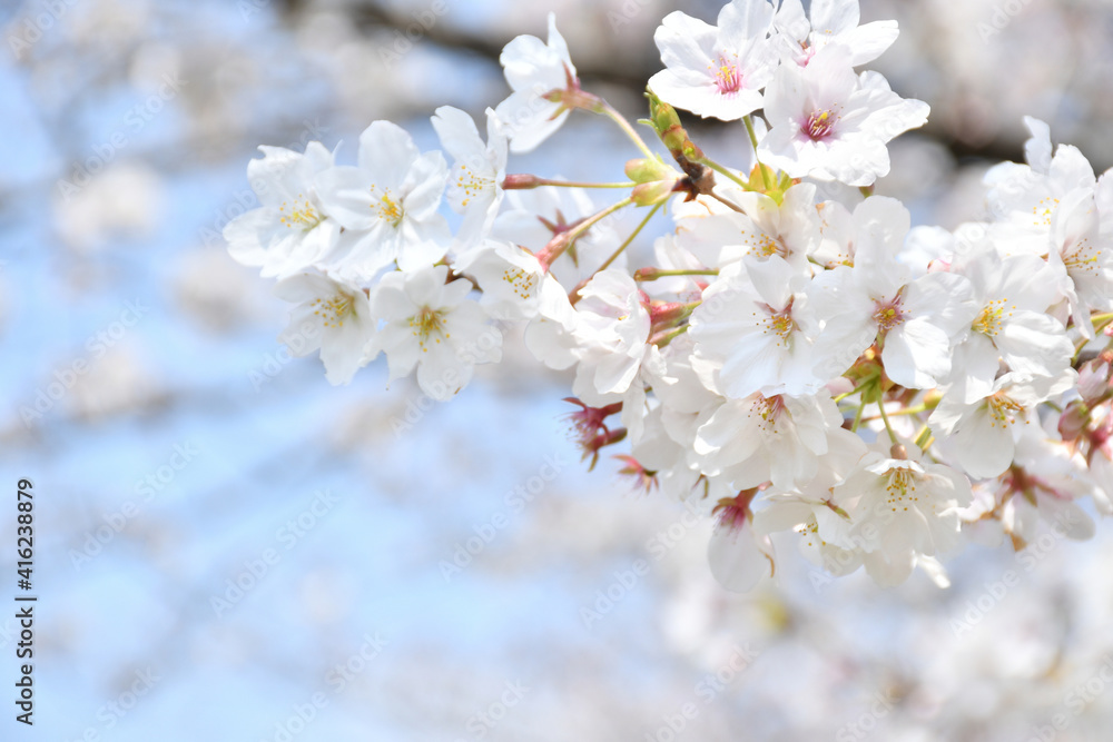 桜の花　青空

