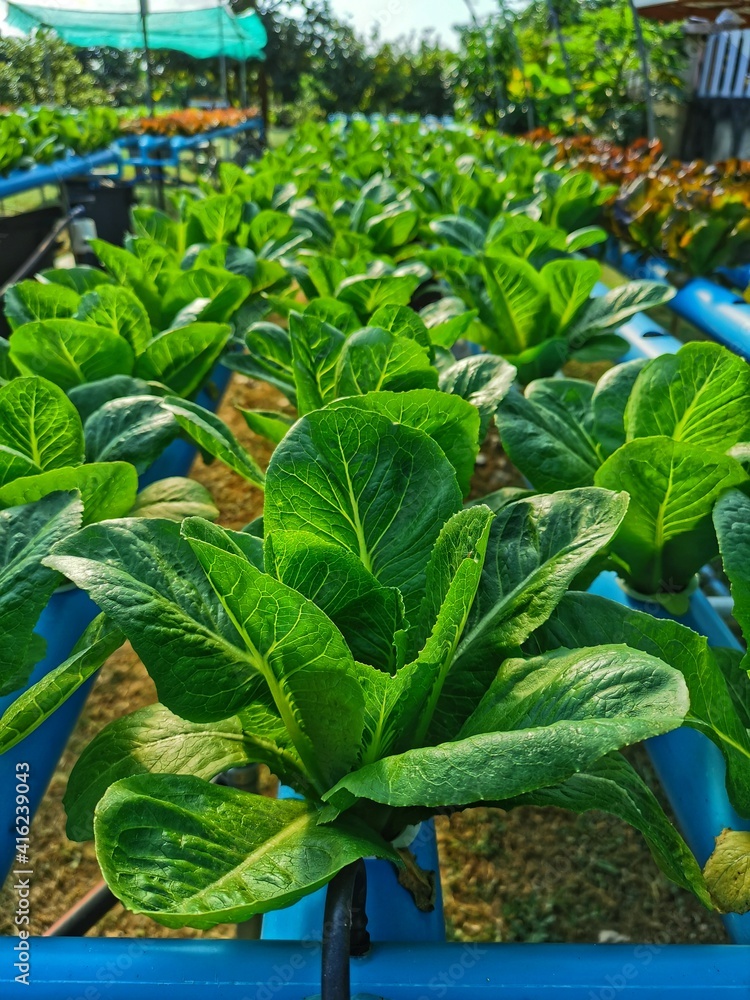 Obraz premium Hydroponics Vegetable