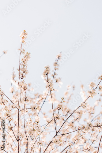 Kirschbl  ten im Himmel in der Sonne 