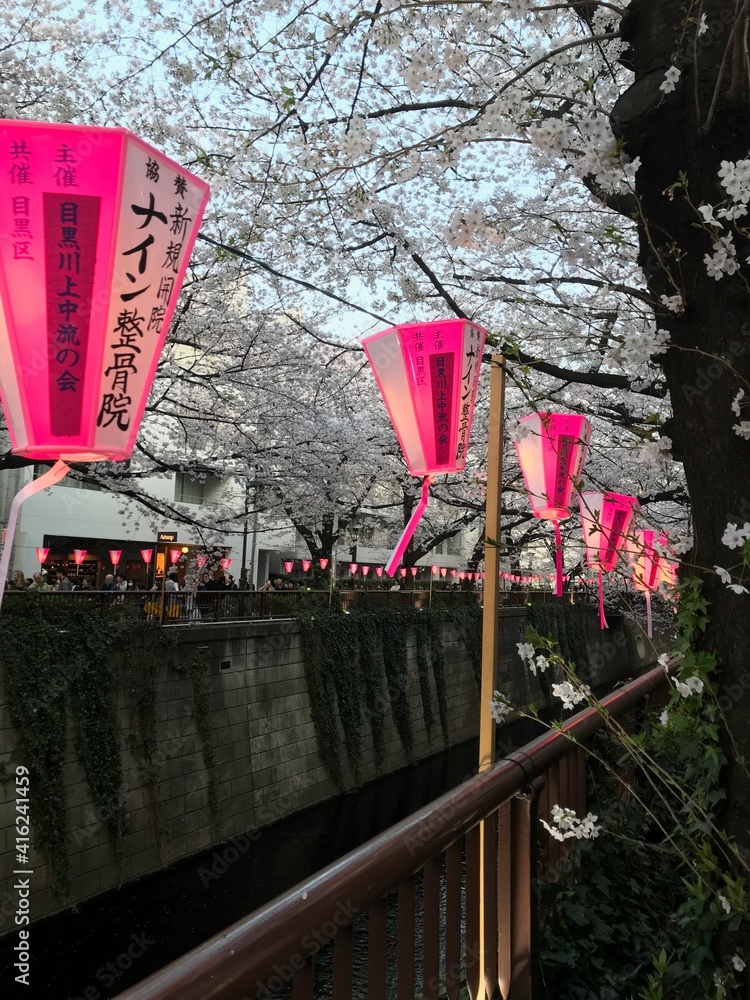 Obraz premium 桜祭り