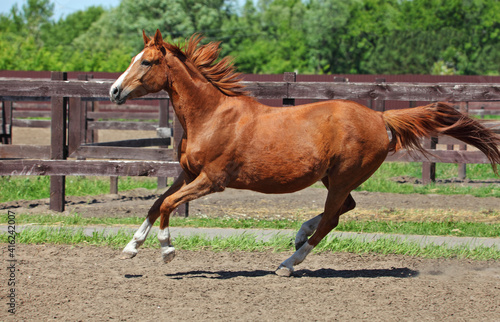 Thoroughbrd horse run and play in green summer ranch 