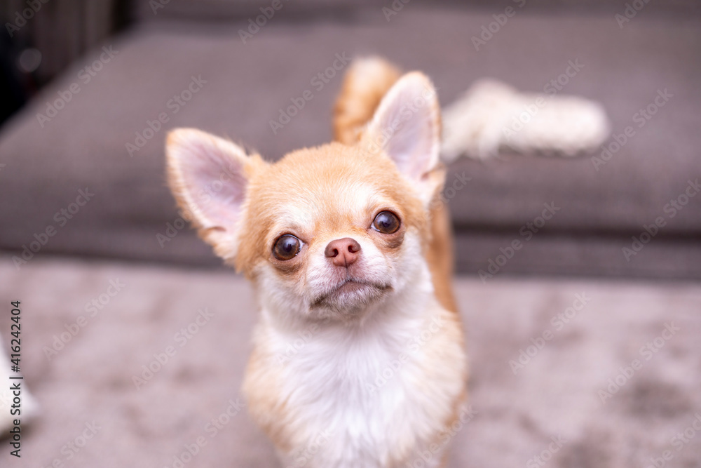 首をかしげる犬 チワワ Stock Photo Adobe Stock 首をかしげる犬 チワワ Stock Photo Adobe Stock