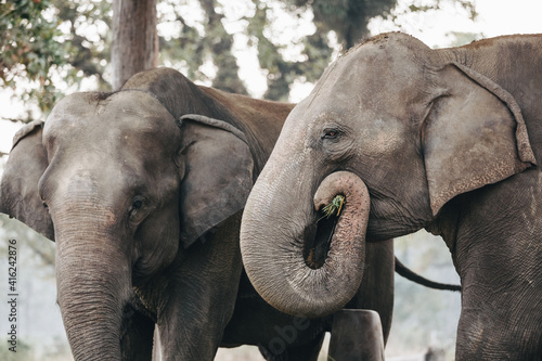 Close up of African elephant