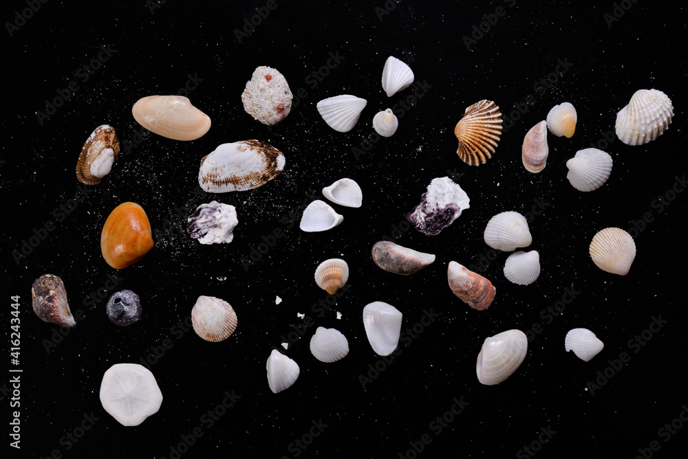 details of colorful sea shells placed on a black background. shells collected from the beaches of Thailand details of colorful sea shells placed on a black background. shells collected from the beaches of Thailand