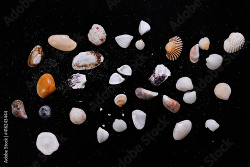 details of colorful sea shells placed on a black background. shells collected from the beaches of Thailand
