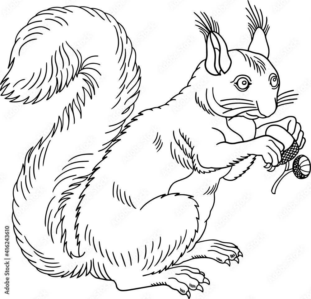 Squirrel with acorn black outline vector illustration isolated on white background Squirrel with acorn black outline vector illustration isolated on white background