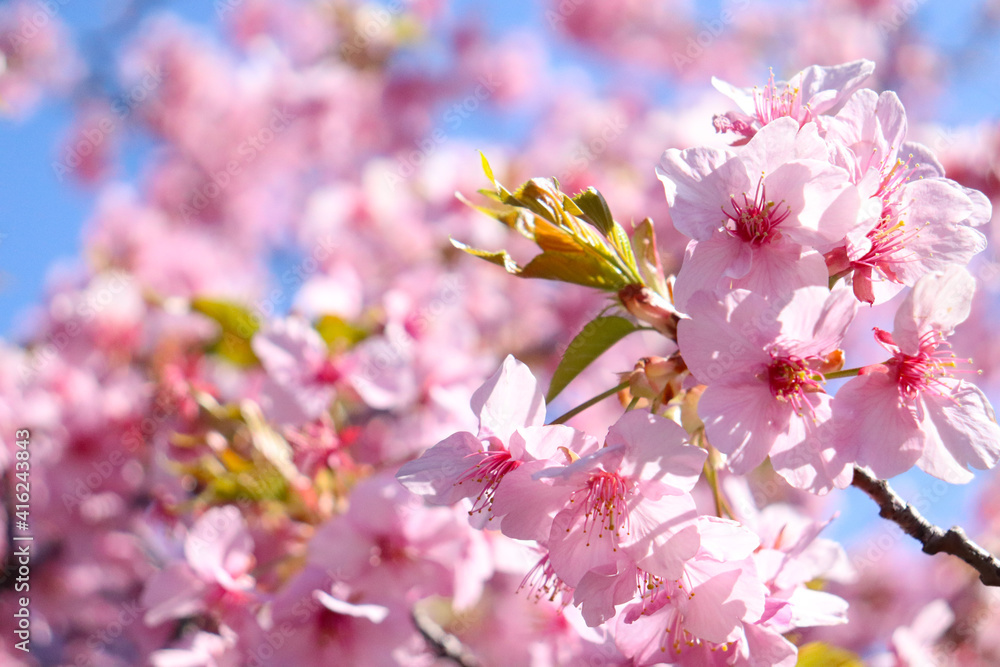 Fototapeta premium 桜 さくら サクラ 満開 綺麗 春 ピンク 花 花見 行楽 入学 卒業 かわいい