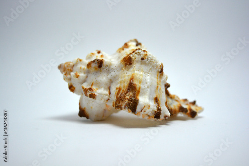 A beautiful and graceful marine, white ocean shell with brown dots located on a white background.