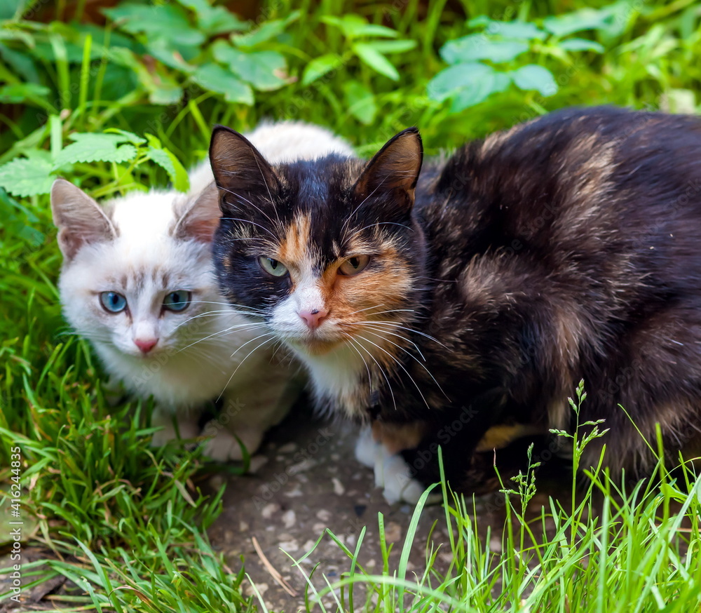 Tricolor cat and light kitten in the grass close-up