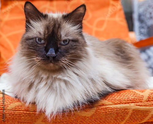 Foto Cat breed Neva masquerade sitting chair closeup