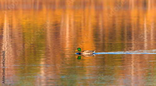 Ducks in the autumn pond