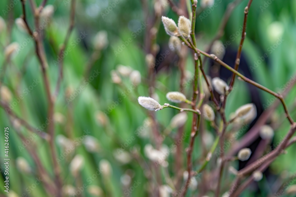 A pussy-willow branch with a blossoming bud. Woody plant of the Salicaceae family. Easter symbol in Orthodox Christians A pussy-willow branch with a blossoming bud. Woody plant of the Salicaceae family. Easter symbol in Orthodox Christians