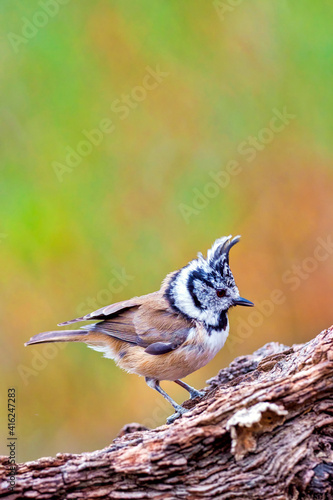 Crested Tit, Parus cristatus, Mediterranean Forest, Castile and Leon, Spain, Europe