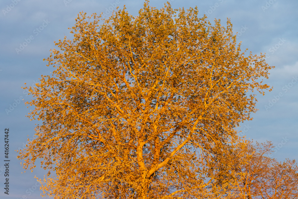 Fototapeta premium large tree with a round crown at sunset