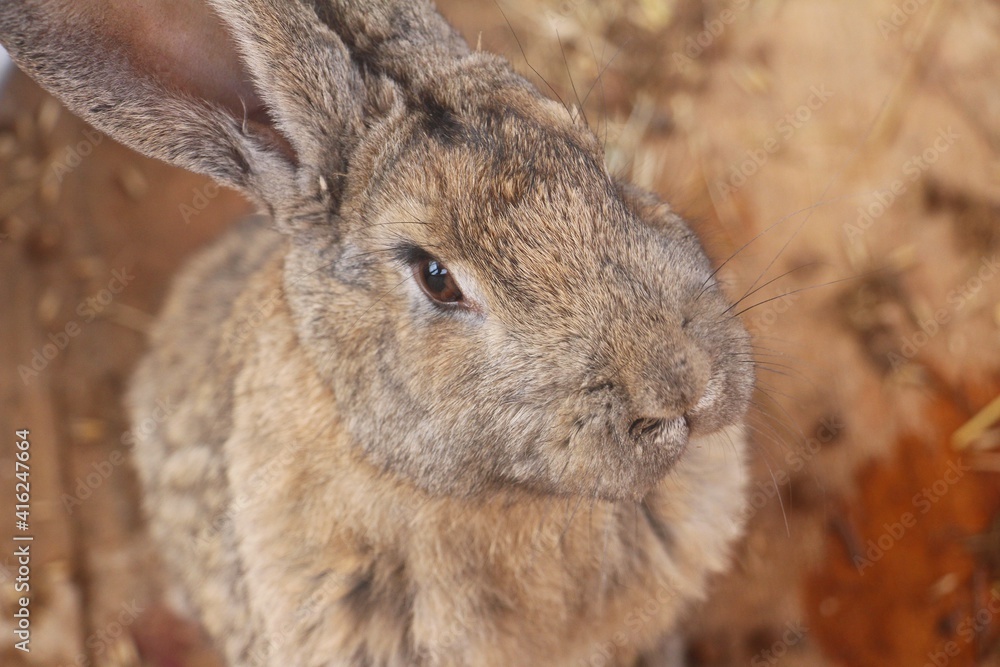 Fototapeta premium rabbit in the grass