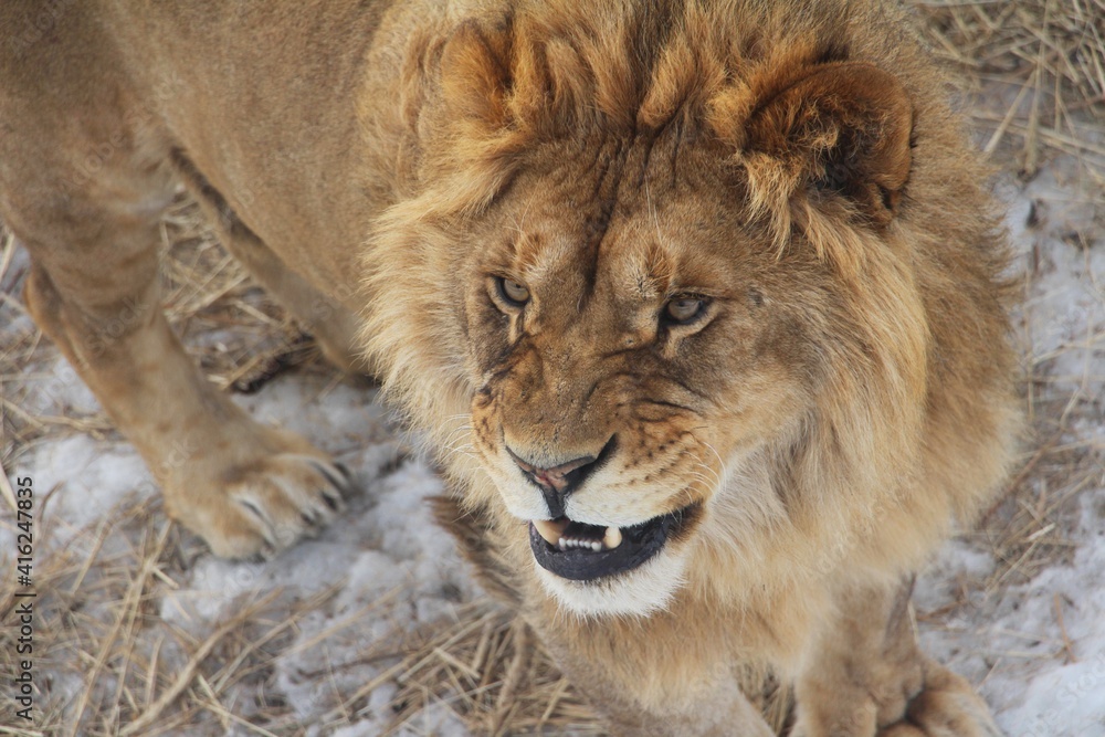 male lion cub