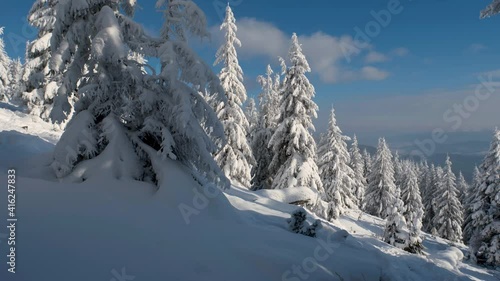 Wallpaper Mural Dolly shot view Forest in winter - sun shining between snow covered trees at day. Forest Winter Nature Icy Trees Mountain Pines Cold Weather Cinematic 4k Torontodigital.ca