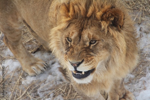 male lion cub