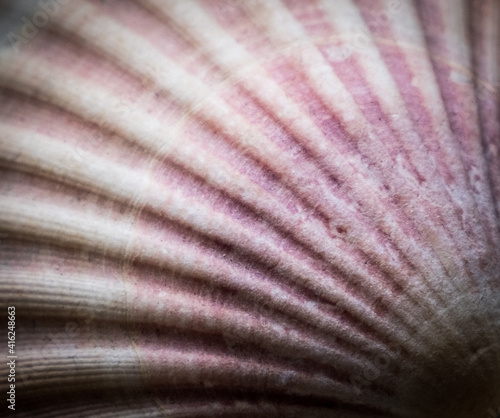 closeup of a seashell 
