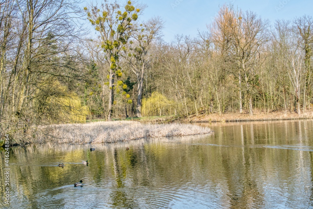 staw parkowy na przedwiośniu, słoneczna pogoda, pierwsze liście na wierzbach, kaczki pływające po stawi