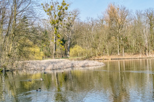 Obraz na płótnie staw parkowy na przedwiośniu, słoneczna pogoda, pierwsze liście na wierzbach, kaczki pływające po stawi w salonie