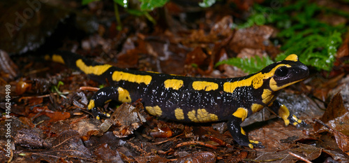 Fire salamander // Feuersalamander (Salamandra salamandra terrestris) - NRW, Deutschland photo