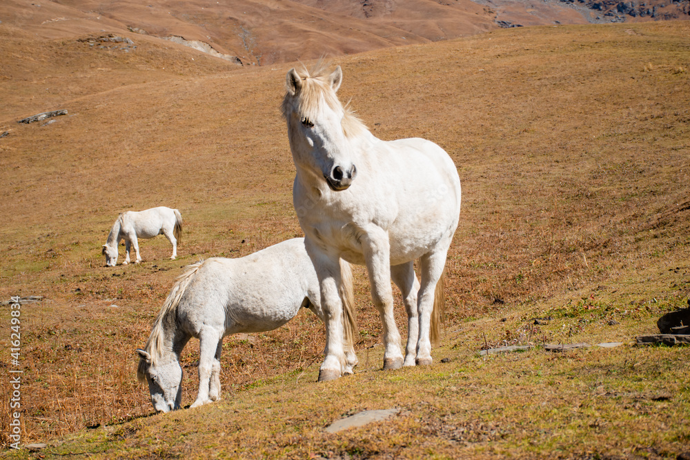 White horse eating grass in the path of Bhrigu lake trek, Manali, Himachal Pradesh. White horse eating grass in the path of Bhrigu lake trek, Manali, Himachal Pradesh.