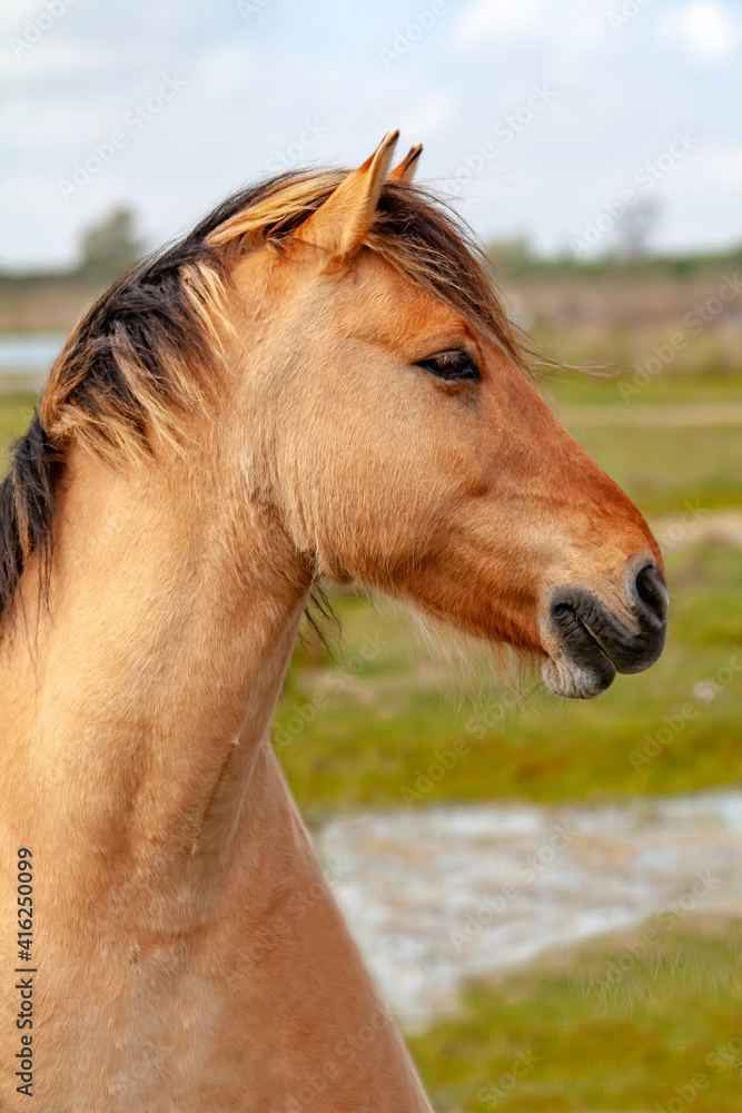 Obraz premium Portrait de cheval de race Henson