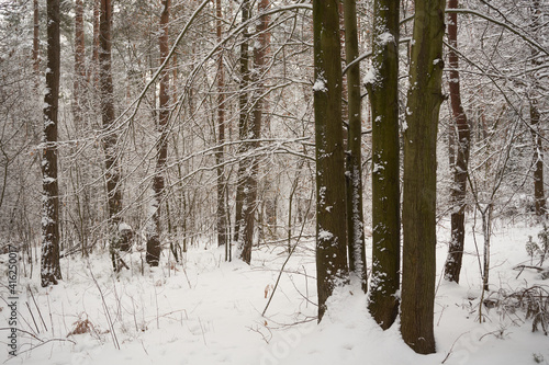 Fototapeta Naklejka Na Ścianę i Meble -  zimowe drzewa 