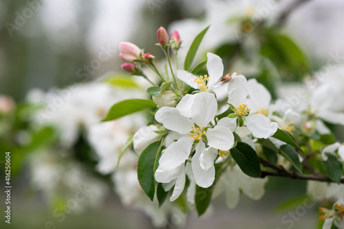 Nice spring time apple tree branch with white flowers blossom macro