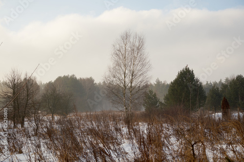 Fototapeta Naklejka Na Ścianę i Meble -  zimowe drzewa ,łąka