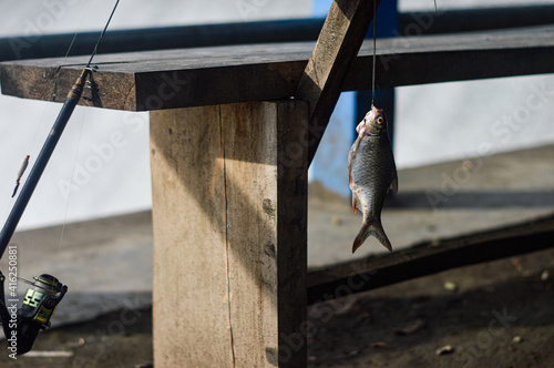 The Fish and The Fishing Rod