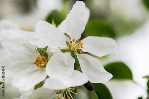 Nice spring time apple tree branch with white flowers blossom macro