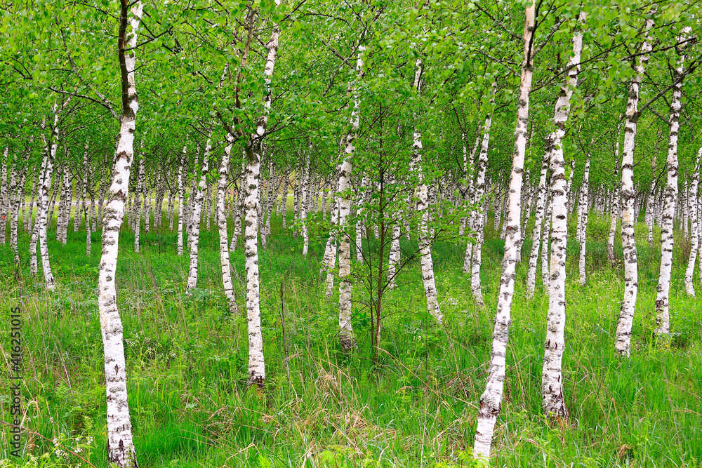 Naklejka premium Young spring birch grove. Colorful forest landscape with trees