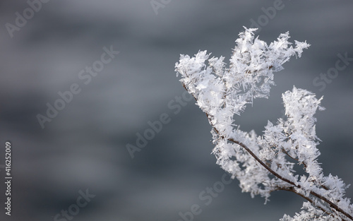 frozen scene - hoarfrost plants #1