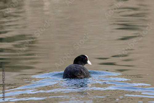 Coot swims on calm water in golden light © MBSchmidt