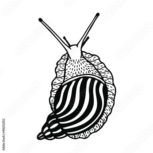 Snail.  Vector stock illustration eps10. Isolate on white background, outline, hand drawing.