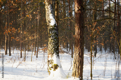 Fototapeta Naklejka Na Ścianę i Meble -  zimowe drzewa 