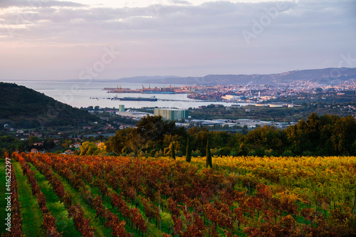 Wine yard during sunset time with city and sea behind. 