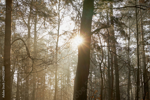 Fototapeta Naklejka Na Ścianę i Meble -  zimowe drzewa 